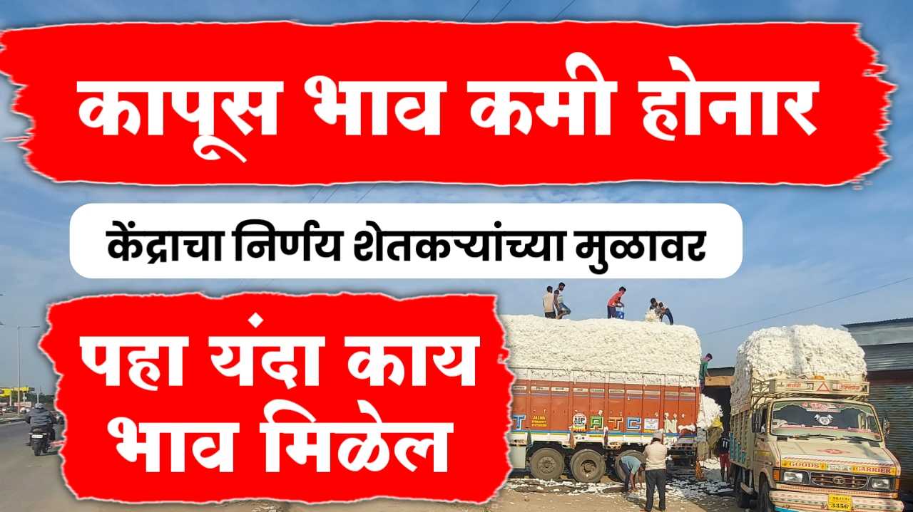 कापसाचे भाव