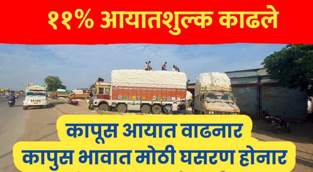 Cotton price ; 11% आयातशुल्क काढल्याने आयात वाढनार, कापसाचे भाव घसरनार