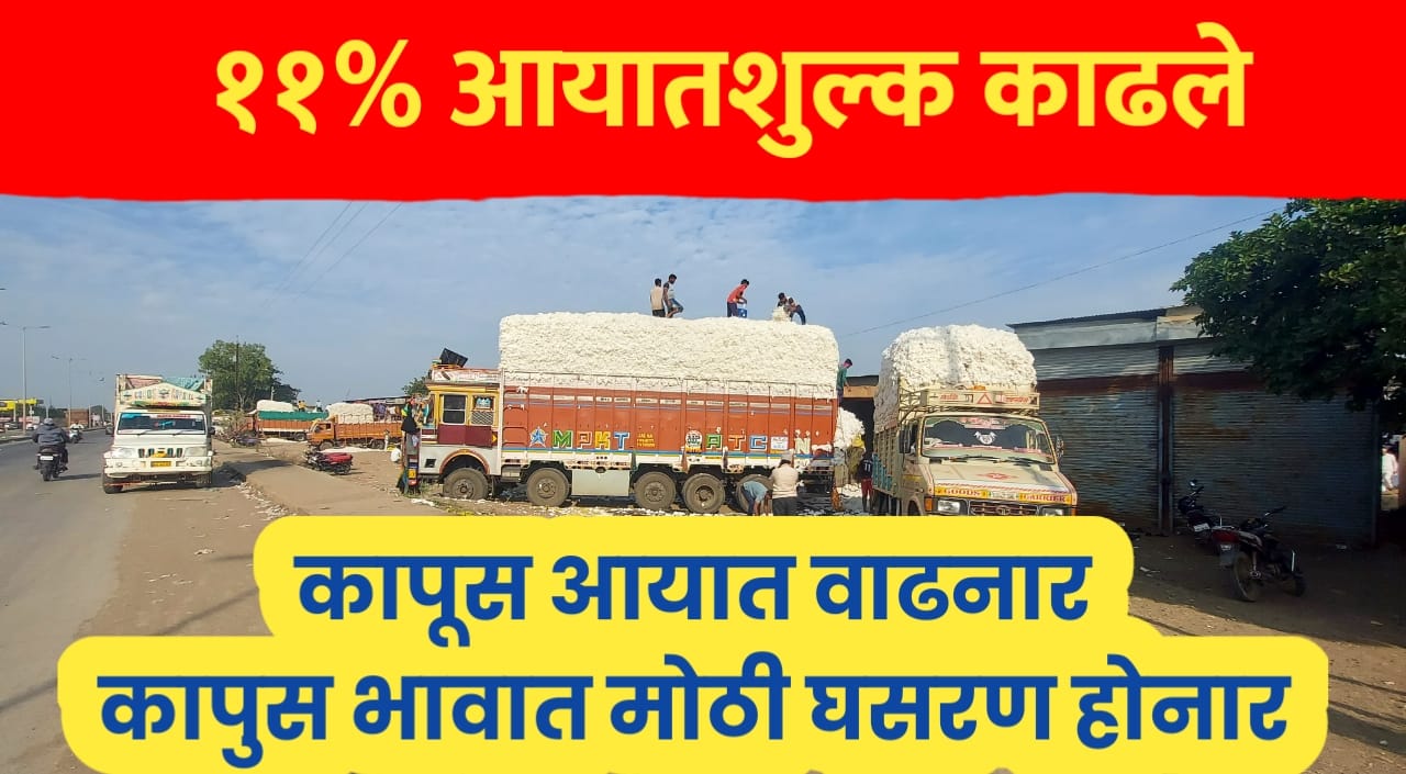Cotton price ; 11% आयातशुल्क काढल्याने आयात वाढनार, कापसाचे भाव घसरनार