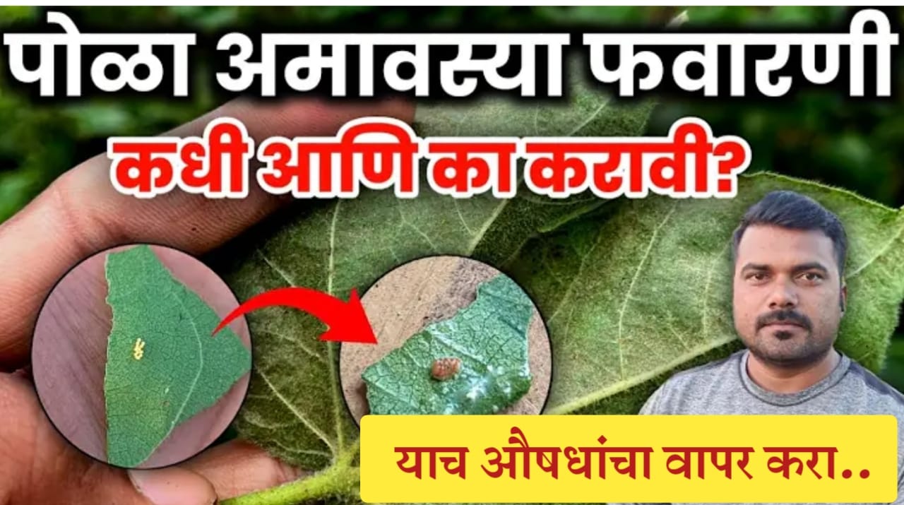 पोळा आमावशा फवारणी