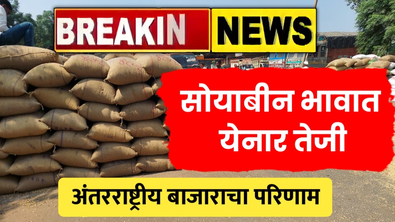 soyabin bhav येनार तेजीत, आंतरराष्ट्रीय बाजारातील बदलांमुळे सोयाबीनच्या दरात वाढ