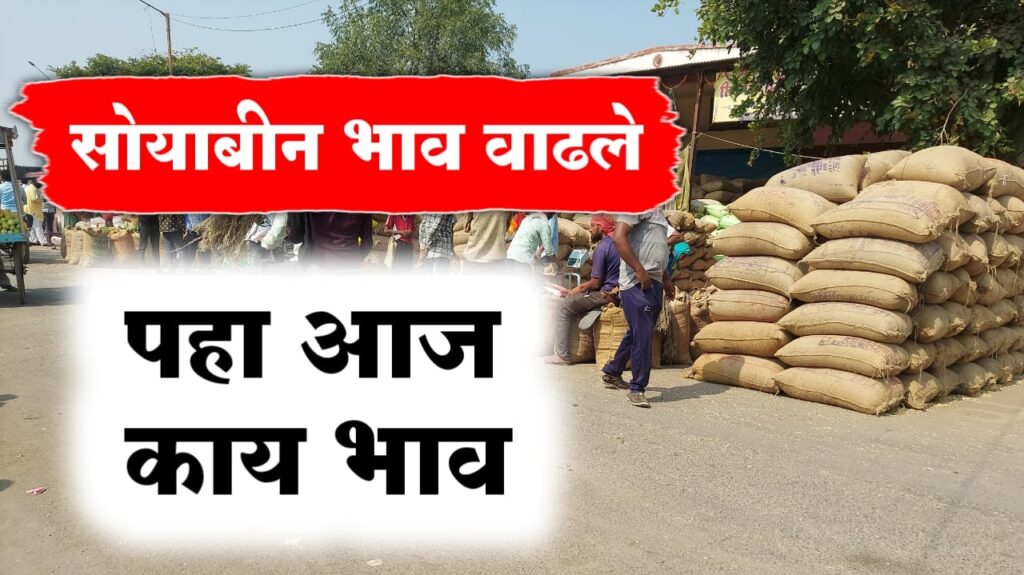 सध्या सोयाबीनला काय भाव मिळतोय, पहा भाव वाढलेत का ?