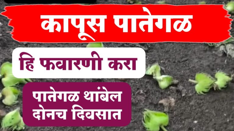 कापूस पातेगळ