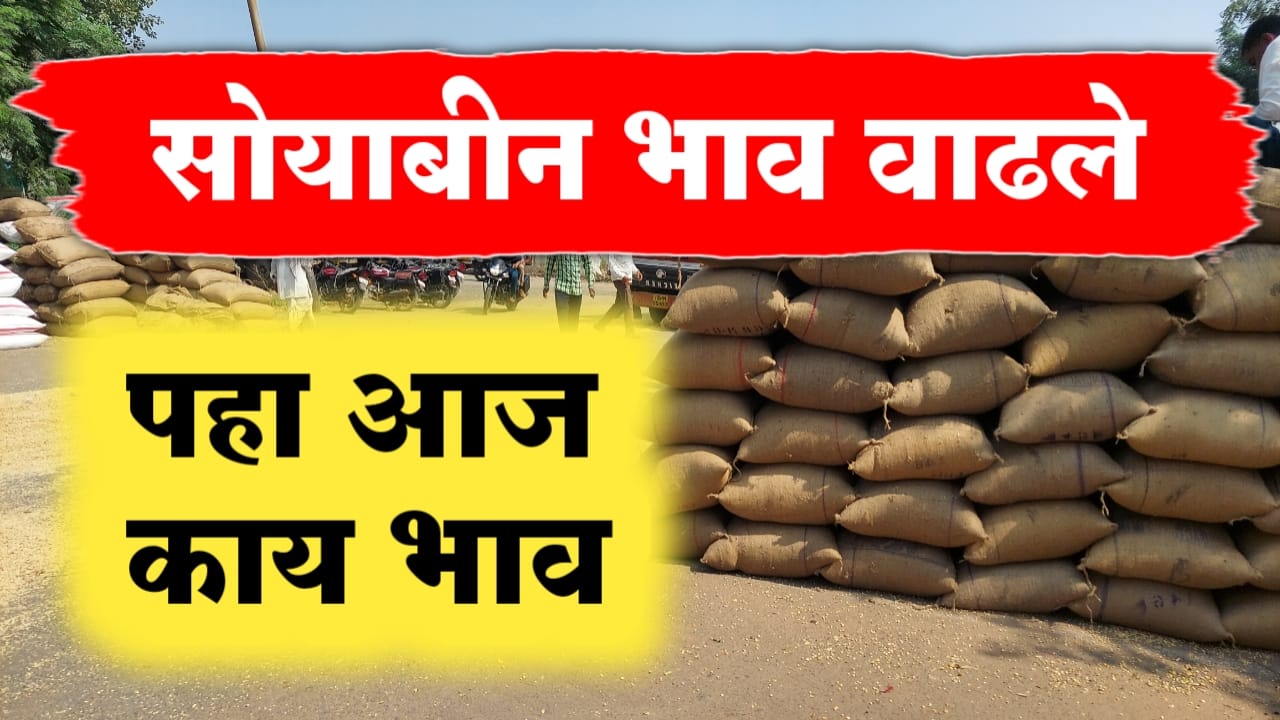 सोयाबीनला सध्या काय भाव